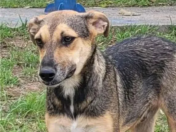 Cachorro raça SRD-ViraLata idade 2 anos nome Marrom