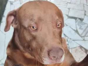 Cachorro raça Pit-Bull idade 2 anos nome Zeus