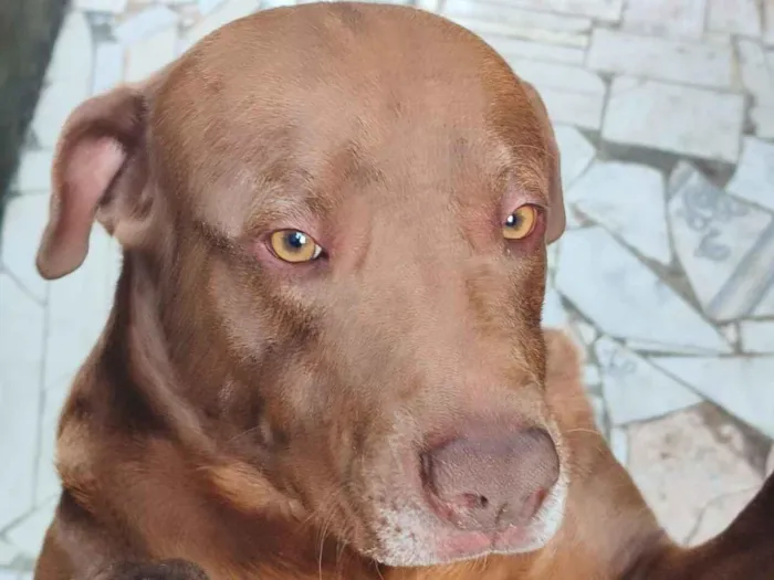Cachorro raça Pit-Bull idade 2 anos nome Zeus