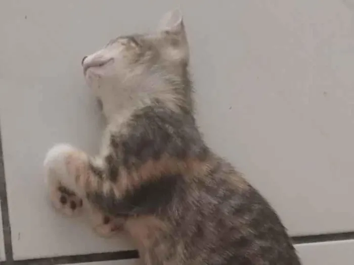 Gato raça Exótico idade 7 a 11 meses nome sem nome