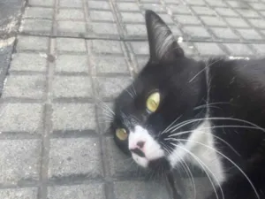 Gato raça SRD-ViraLata idade 2 anos nome Lua 