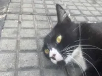 Gato raça SRD-ViraLata idade 2 anos nome Lua 