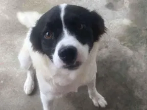 Cachorro raça SRD-ViraLata idade 1 ano nome Luna