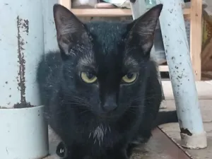 Gato raça SRD-ViraLata idade 7 a 11 meses nome pretinha 