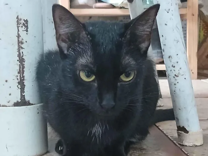 Gato raça SRD-ViraLata idade 7 a 11 meses nome pretinha 