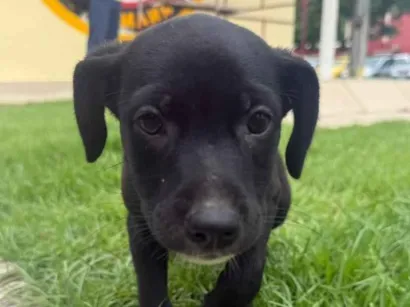 Cachorro raça Labrador idade 2 a 6 meses nome raiada