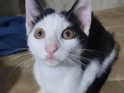 Gato raça SRD-ViraLata idade 2 a 6 meses nome não possui nome