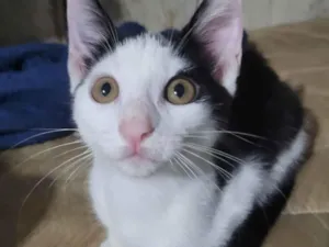 Gato raça SRD-ViraLata idade 2 a 6 meses nome não possui nome