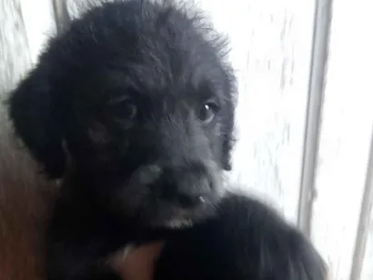 Cachorro raça SRD-ViraLata idade 2 a 6 meses nome não tem