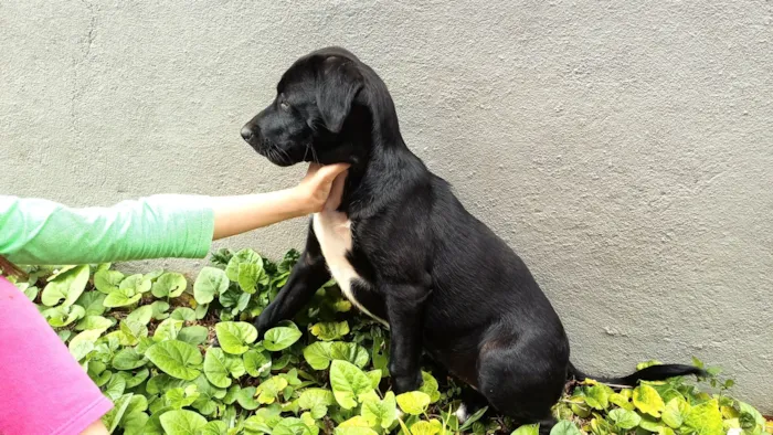 Cachorro raça SRD-ViraLata idade 2 a 6 meses nome Pretinha