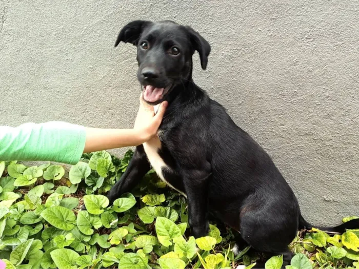 Cachorro raça SRD-ViraLata idade 2 a 6 meses nome Pretinha