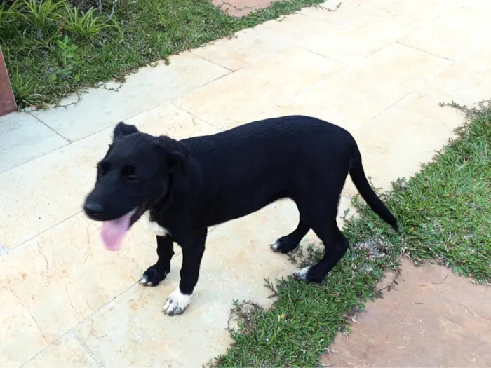 Cachorro raça SRD-ViraLata idade 2 a 6 meses nome Pretinha