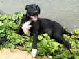 Cachorro raça SRD-ViraLata idade 2 a 6 meses nome Pretinha