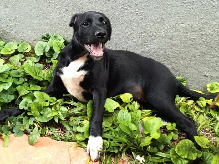 Cachorro raça SRD-ViraLata idade 2 a 6 meses nome Pretinha