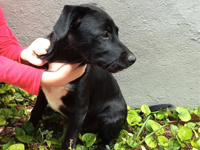 Cachorro raça SRD-ViraLata idade 2 a 6 meses nome Pretinha