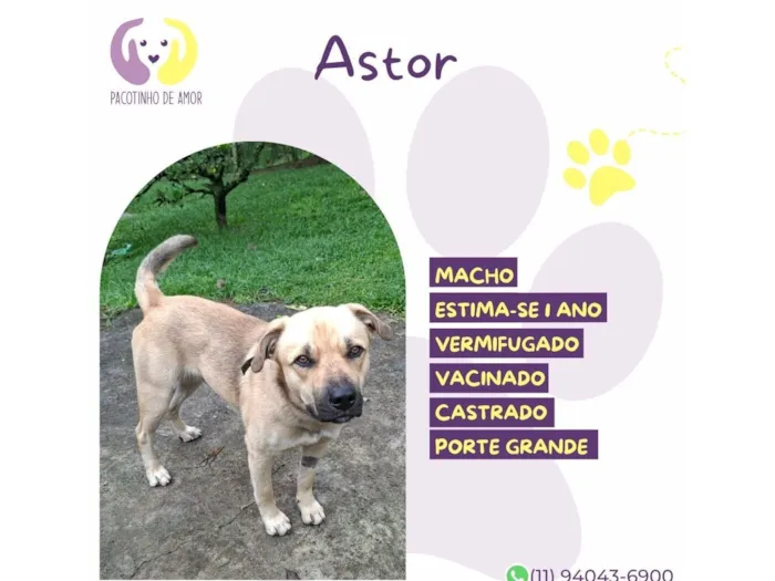 Cachorro raça SRD-ViraLata idade 1 ano nome Astor