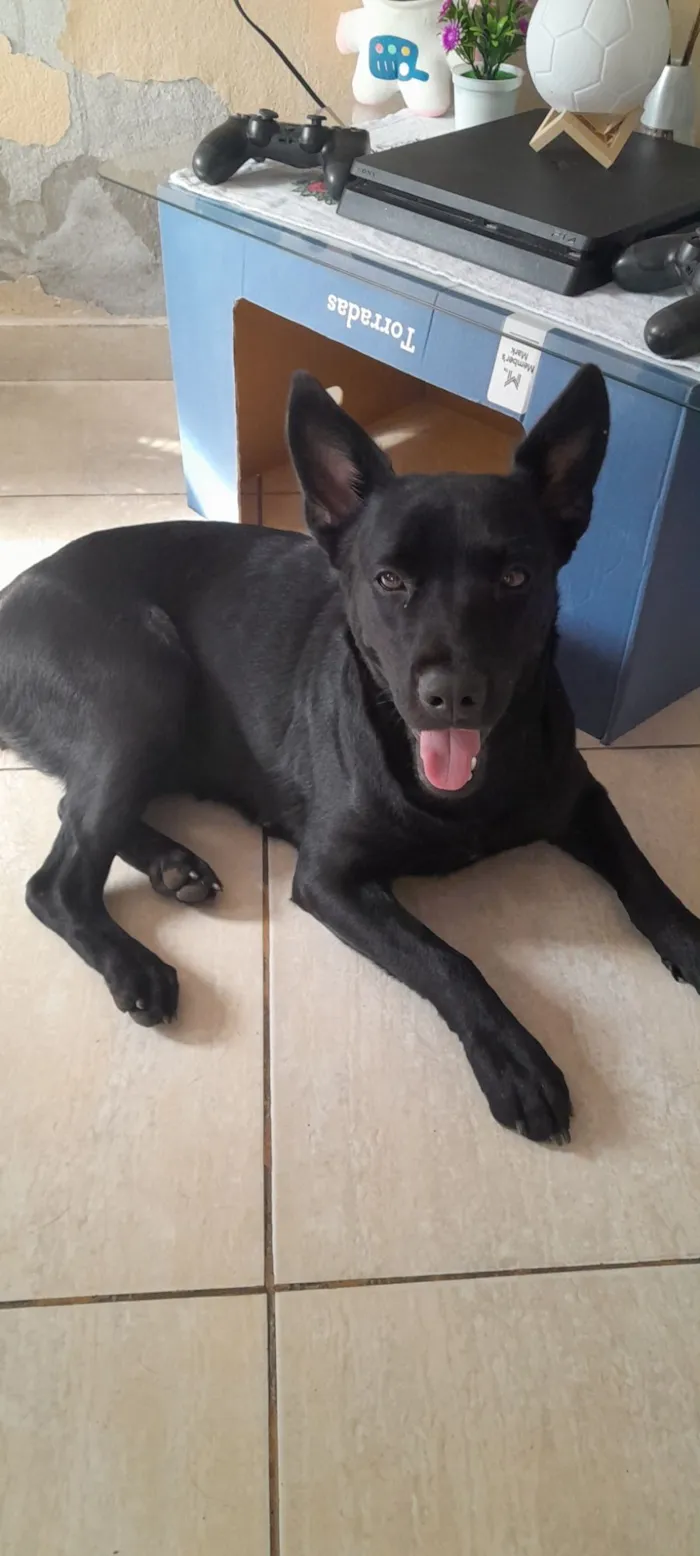 Cachorro raça SRD-ViraLata idade 7 a 11 meses nome Sailem