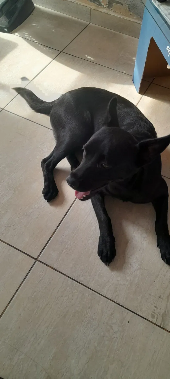 Cachorro raça SRD-ViraLata idade 7 a 11 meses nome Sailem
