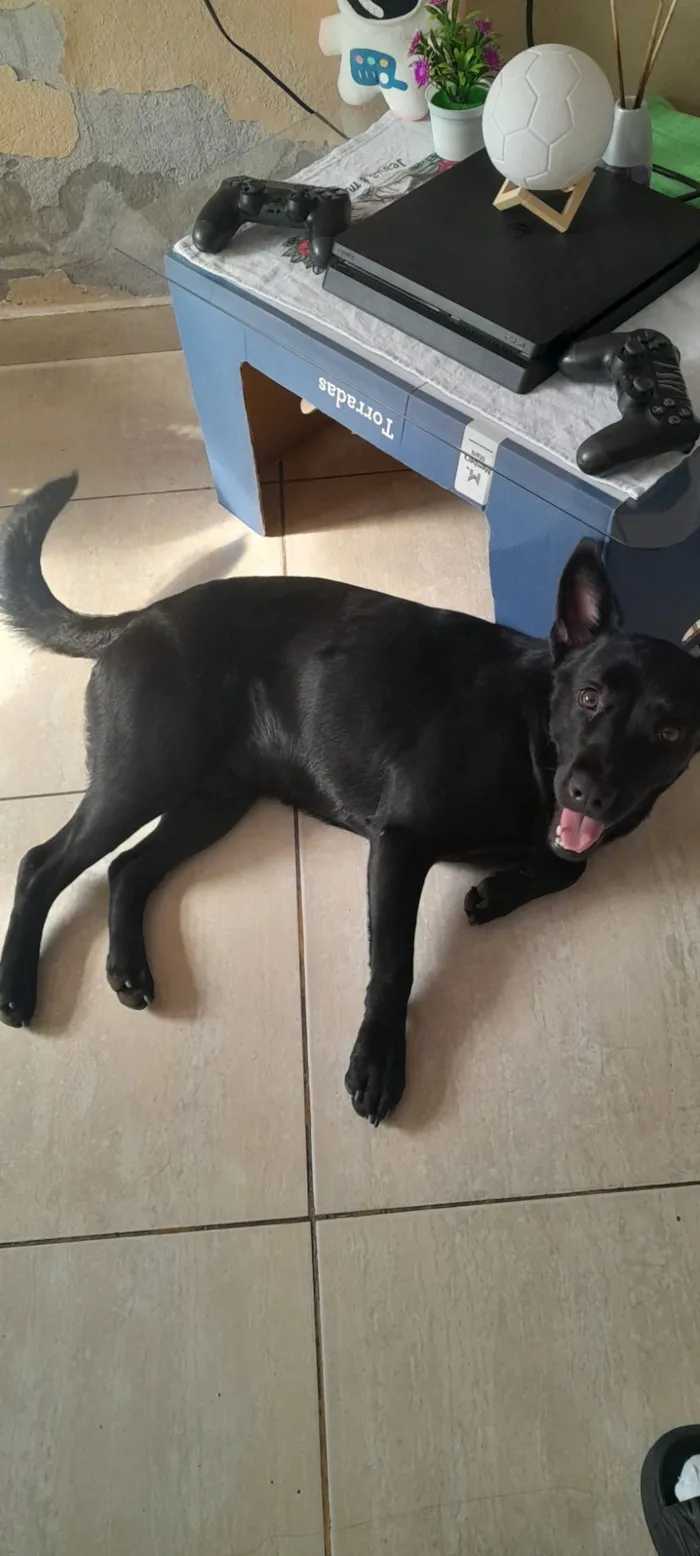Cachorro raça SRD-ViraLata idade 7 a 11 meses nome Sailem