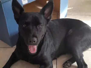 Cachorro raça SRD-ViraLata idade 7 a 11 meses nome Sailem