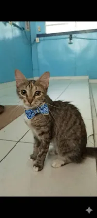 Gato raça SRD-ViraLata idade 7 a 11 meses nome miranda