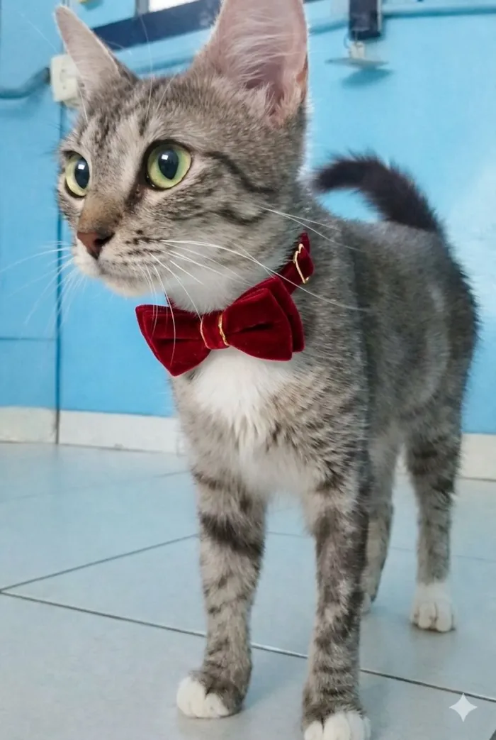 Gato raça SRD-ViraLata idade 7 a 11 meses nome miranda