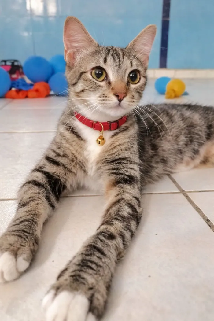 Gato raça SRD-ViraLata idade 7 a 11 meses nome miranda