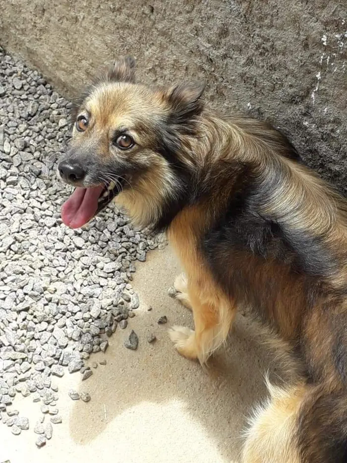 Cachorro raça SRD-ViraLata idade 6 ou mais anos nome Bethovem