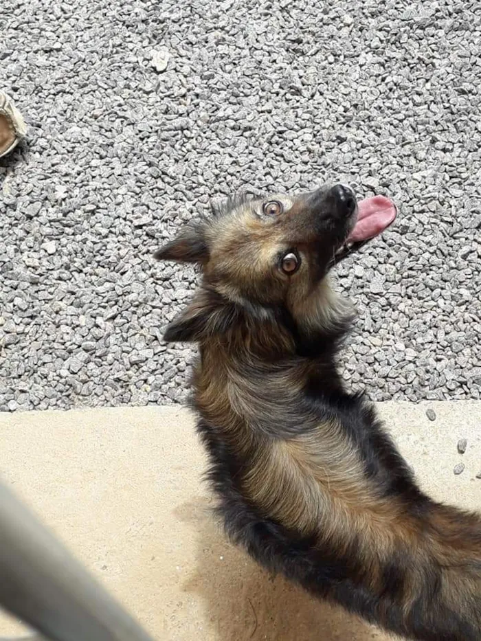 Cachorro raça SRD-ViraLata idade 6 ou mais anos nome Bethovem