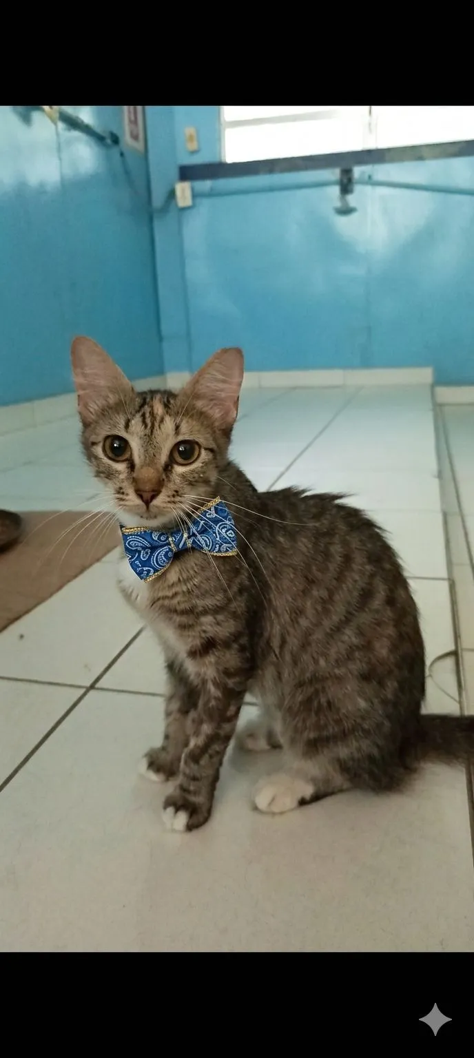 Gato raça SRD-ViraLata idade 7 a 11 meses nome Miranda