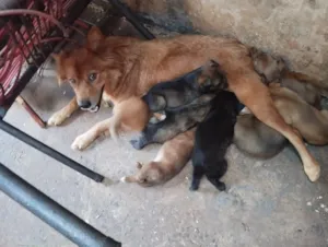 Cachorro raça SRD-ViraLata idade Abaixo de 2 meses nome filhotes