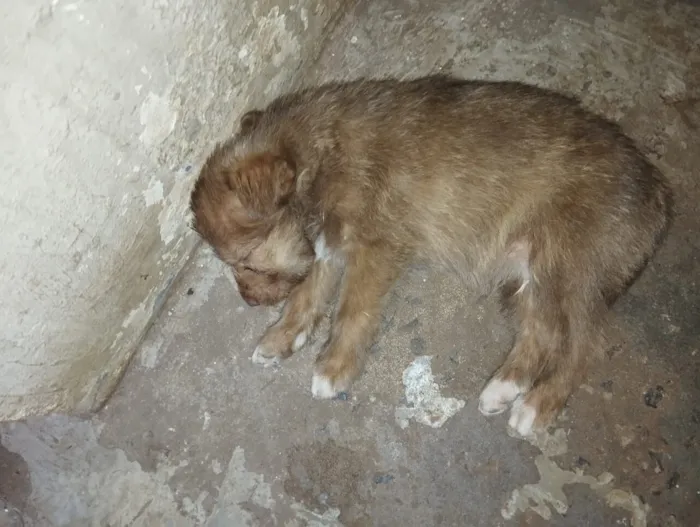 Cachorro raça SRD-ViraLata idade Abaixo de 2 meses nome filhotes