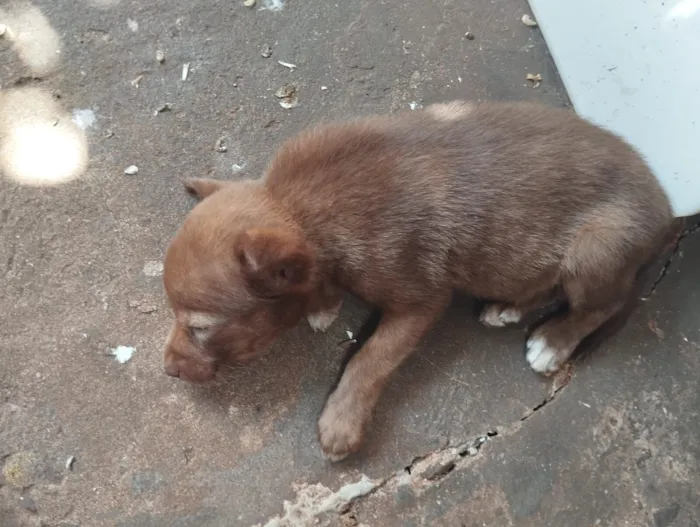 Cachorro raça SRD-ViraLata idade Abaixo de 2 meses nome filhotes