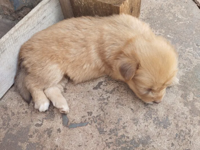 Cachorro raça SRD-ViraLata idade Abaixo de 2 meses nome filhotes