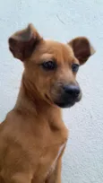 Cachorro raça SRD-ViraLata idade 2 a 6 meses nome lua