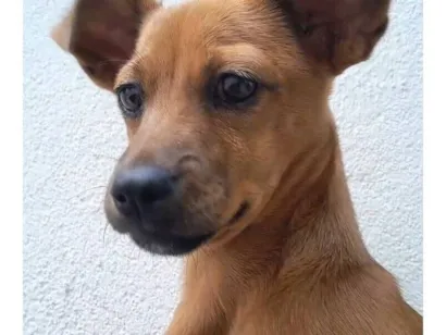 Cachorro raça SRD-ViraLata idade 2 a 6 meses nome lua
