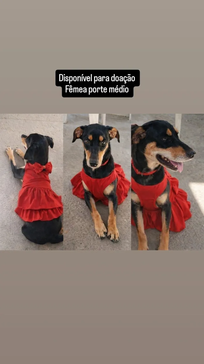 Cachorro raça Rottweiler idade 1 ano nome amora está para doação 