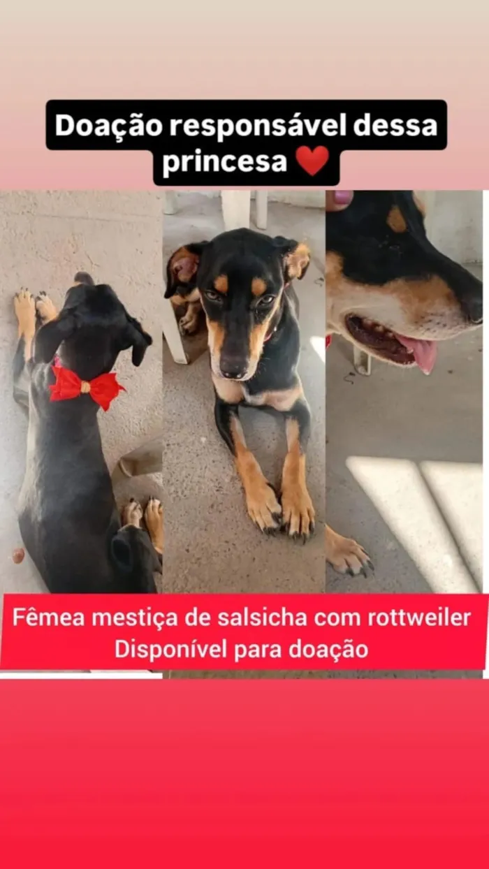 Cachorro raça Rottweiler idade 1 ano nome amora está para doação 