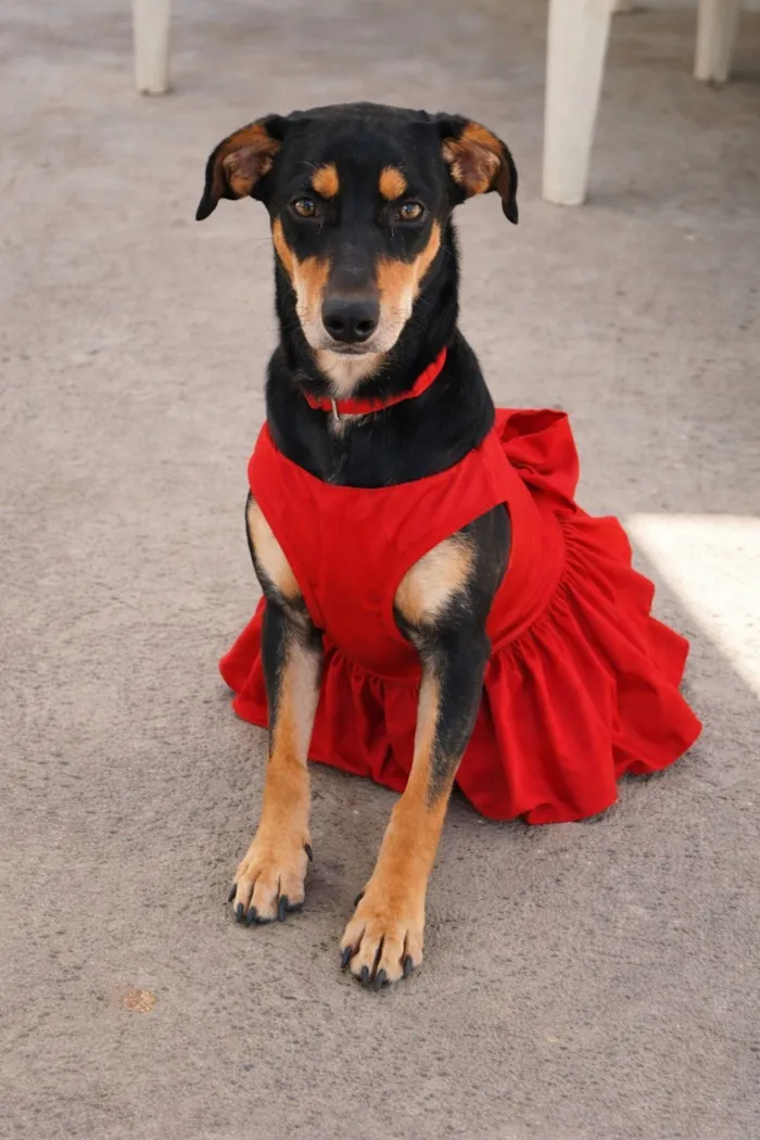 Cachorro raça Rottweiler idade 1 ano nome amora está para doação 