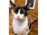 Gato raça SRD-ViraLata idade 7 a 11 meses nome Amora