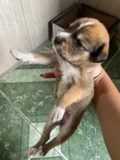 Cachorro raça SRD-ViraLata idade Abaixo de 2 meses nome Estefany 