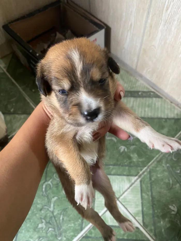 Cachorro raça SRD-ViraLata idade Abaixo de 2 meses nome Estefany 