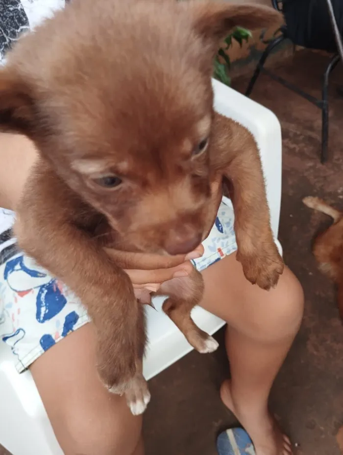 Cachorro raça SRD-ViraLata idade Abaixo de 2 meses nome filhotes
