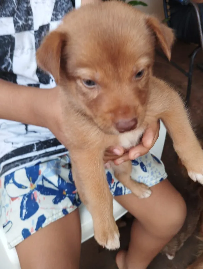Cachorro raça SRD-ViraLata idade Abaixo de 2 meses nome filhotes