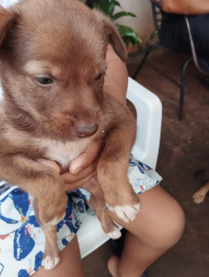 Cachorro raça SRD-ViraLata idade Abaixo de 2 meses nome filhotes