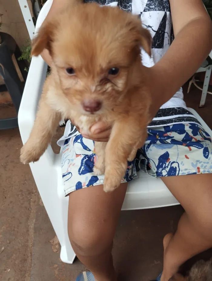 Cachorro raça SRD-ViraLata idade Abaixo de 2 meses nome filhotes
