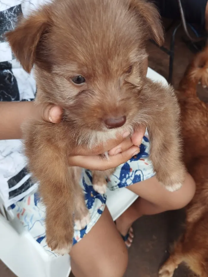 Cachorro raça SRD-ViraLata idade Abaixo de 2 meses nome filhotes