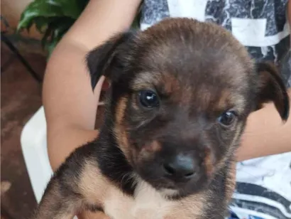 Cachorro raça SRD-ViraLata idade Abaixo de 2 meses nome filhotes