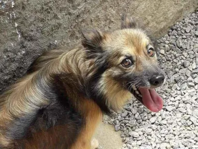 Cachorro raça SRD-ViraLata idade 6 ou mais anos nome Bethovem
