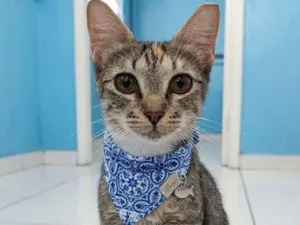 Gato raça SRD-ViraLata idade 7 a 11 meses nome Miranda